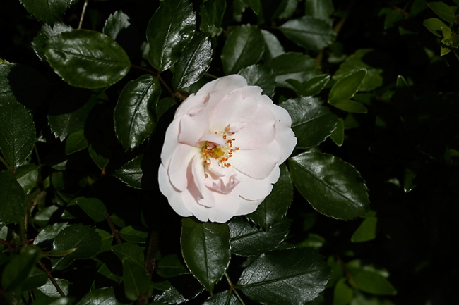 Jardin des Impressionnistes-MAI14-013